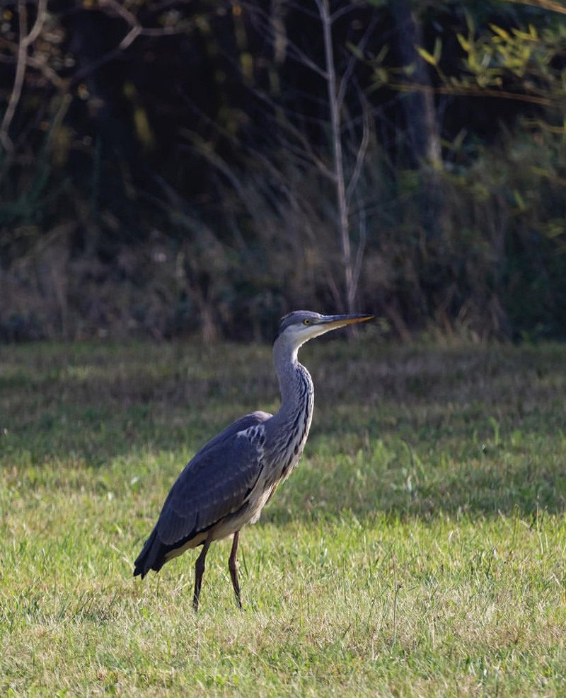 oiseau